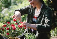 Sfaturi esențiale pentru cultivarea trandafirilor în ghiveci